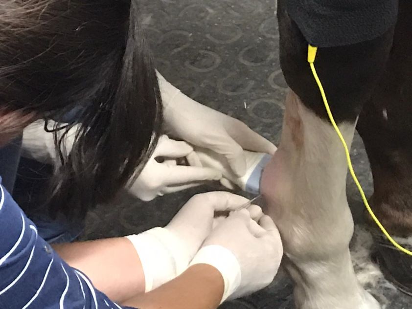 Un total de 66 veterinarios y estudiantes han seguido el curso sobre fisioterapia equina promovido por la OCV