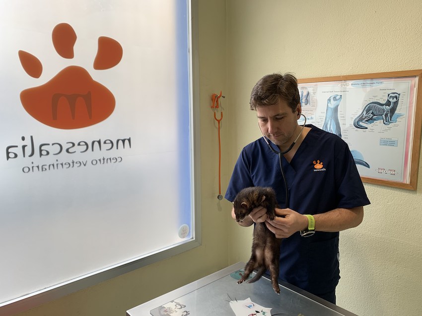El Consejo Valenciano pide a la Generalitat que la obligatoriedad de identificar a los perros se extienda a los hurones y gatos