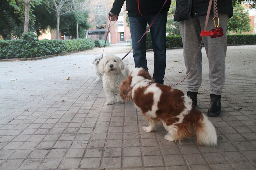 El Colegio de Alicante alerta de que los test de ADN contra las heces caninas no son eficaces y plantean dudas jurídicas 
