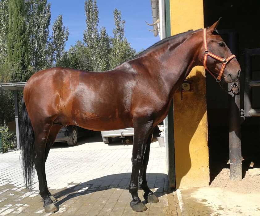 La versión en español de la Guía de Buenas Prácticas de Bienestar Animal en Caballos será presentada en Valladolid durante el IX Congreso de AVEE