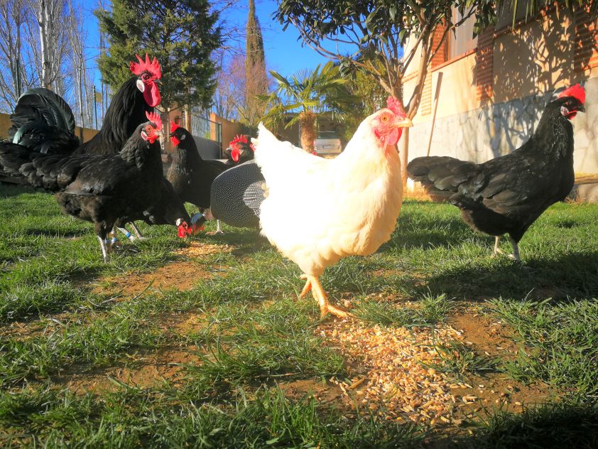 El Colegio de Valladolid recuerda que la expansión de la gripe aviar está muy relacionada con las migraciones de especies silvestres 