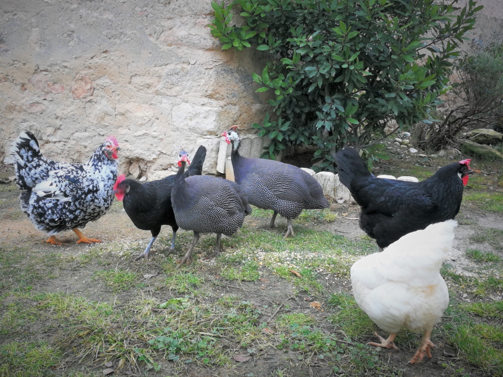 El confinamiento de las aves de corral es una medida preventiva de protección, señala el Colegio de Toledo
