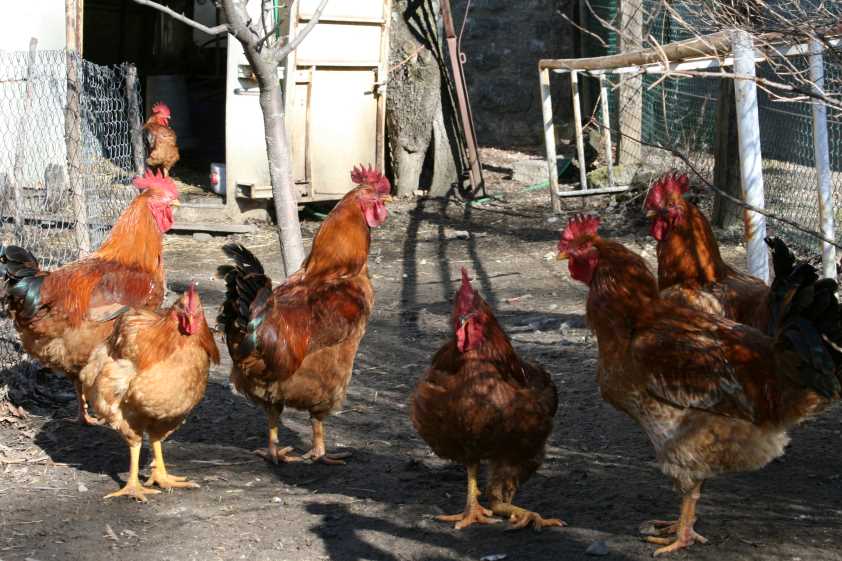 El III Programa de Seguridad Alimentaria del Colegio de Veterinarios de Zamora tendrá lugar de abril a junio con 105 horas lectivas
