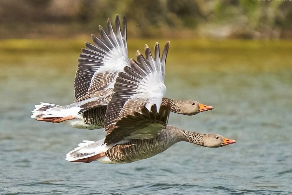 El I Congreso Internacional de Sanidad y Bienestar Animal prestará especial atención a las zoonosis y enfermedades emergentes