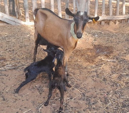 Nacen en Madagascar las primeras cabras mejoradas gen&eacute;ticamente con la raza murciano-granadina para aumentar la producci&oacute;n l&aacute;ctea