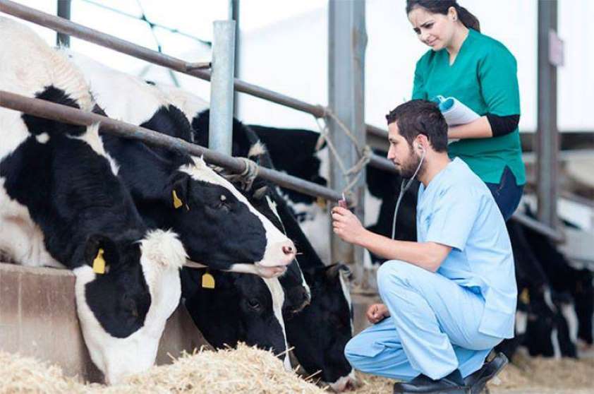 Más de 10.000 veterinarios trabajan para mantener el abastecimiento y la seguridad alimentaria durante el estado de alarma