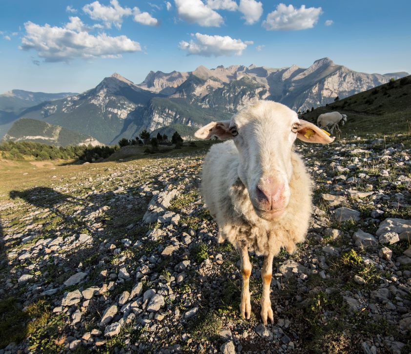 El Colegio de Veterinarios de Huesca falla los premios de su concurso fotográfico 