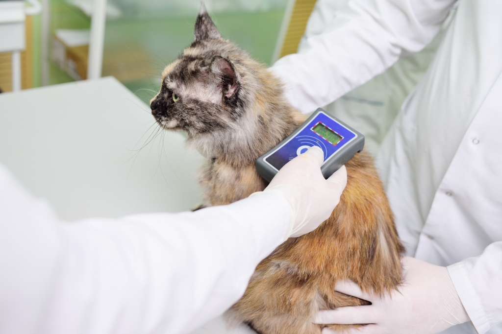 Los veterinarios valencianos advierten que la identificación obligatoria de gatos y hurones es imprescindible para frenar el abandono 