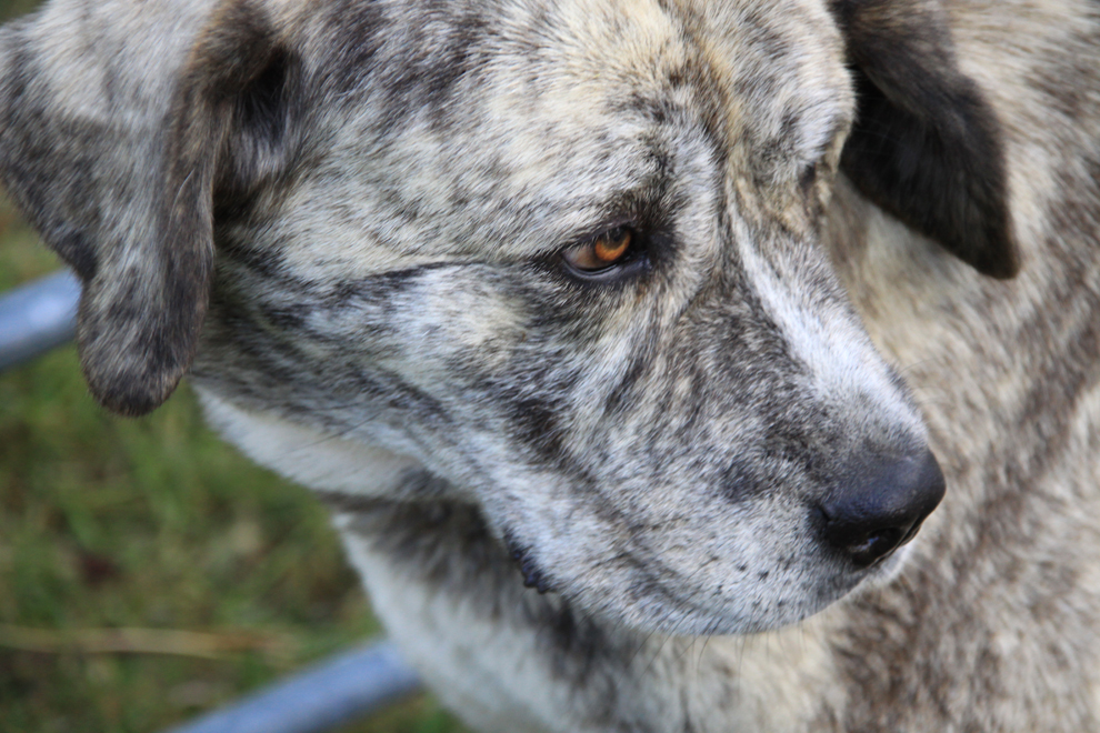 La CE autoriza una vacuna española contra la leishmaniosis canina