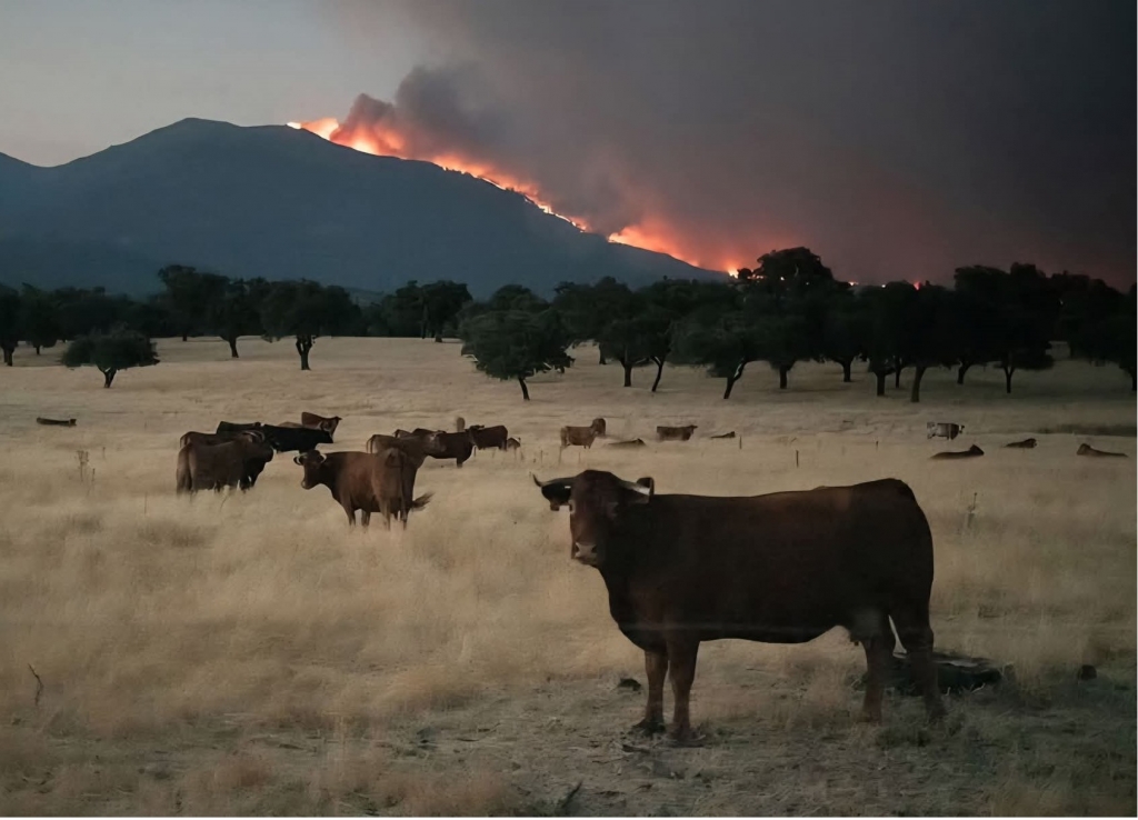 Los veterinarios de Zamora expresan su apoyo y solidaridad con los ganaderos afectados por los incendios de la comarca de Sayago