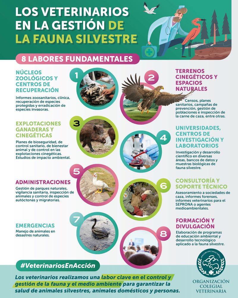 Los veterinarios españoles atienden a 960 especies silvestres en todo el territorio nacional entre mamíferos, aves, reptiles y anfibios