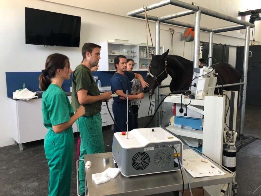 Luis Alberto Calvo: "Los veterinarios hemos demostrado un firme compromiso, profesionalidad y solidaridad durante el estado de alarma"