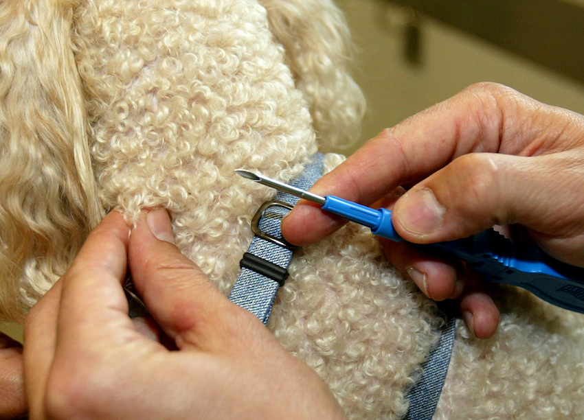 Condenado por intrusismo un criador de perros de Mallorca a raíz de una denuncia del Colegio balear