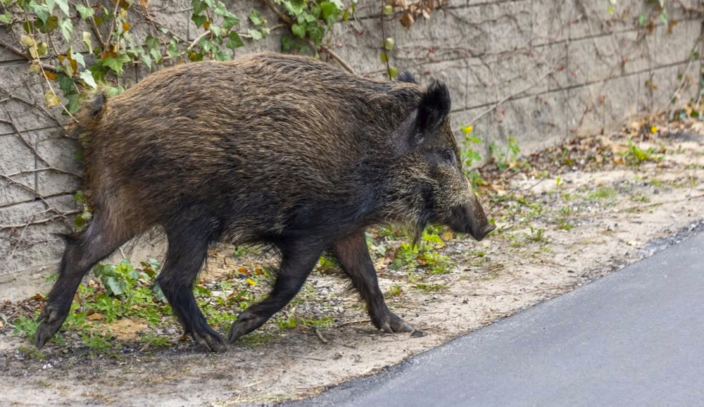 Los jabal&iacute;es que llegan a &aacute;reas urbanas de M&aacute;laga son fuentes de zoonosis: m&aacute;s del 90% portan pat&oacute;genos infecciosos