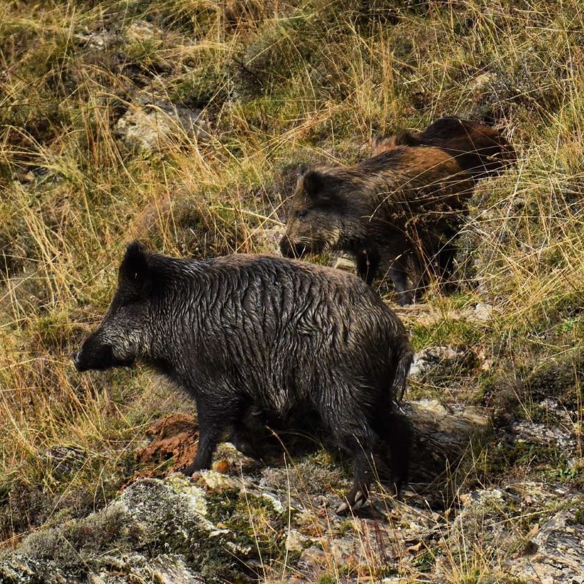 El curso sobre epidemiología e infecciones compartidas con la fauna silvestre comenzará el próximo lunes