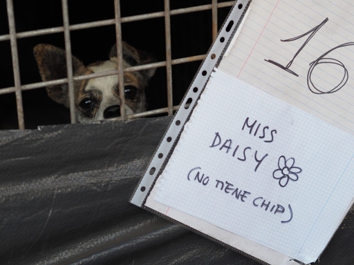 Las sesiones sobre enfermedades emergentes y contextos de emergencia del IV Congreso de Sanidad y Bienestar Animal ya tienen cerradas sus ponencias y mesas redondas