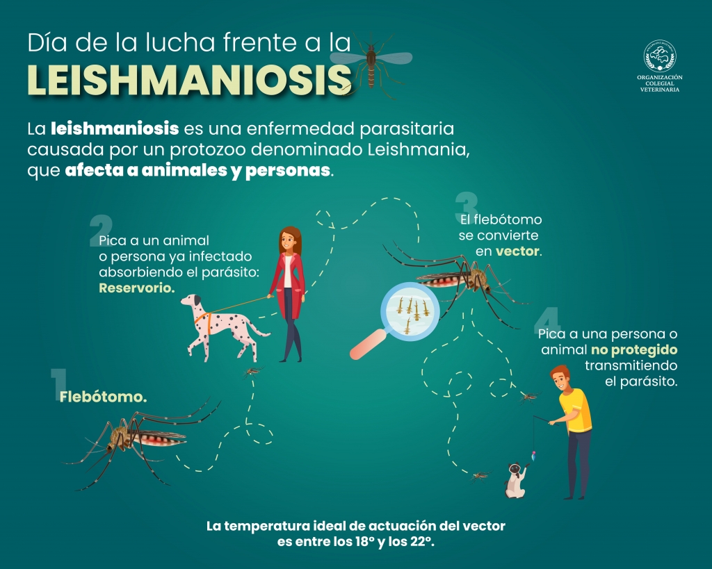 La OCV advierte de las consecuencias graves de la leishmaniosis, “una zoonosis desatendida a pesar de ser endémica en España” 