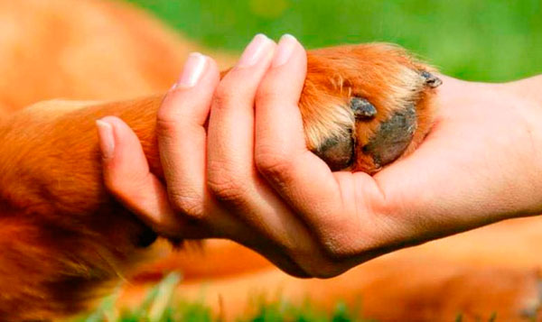 El 19 de febrero se celebra la Jornada informativa “¿Cómo conocer la legislación sobre protección animal que nos afecta como veterinarios?”