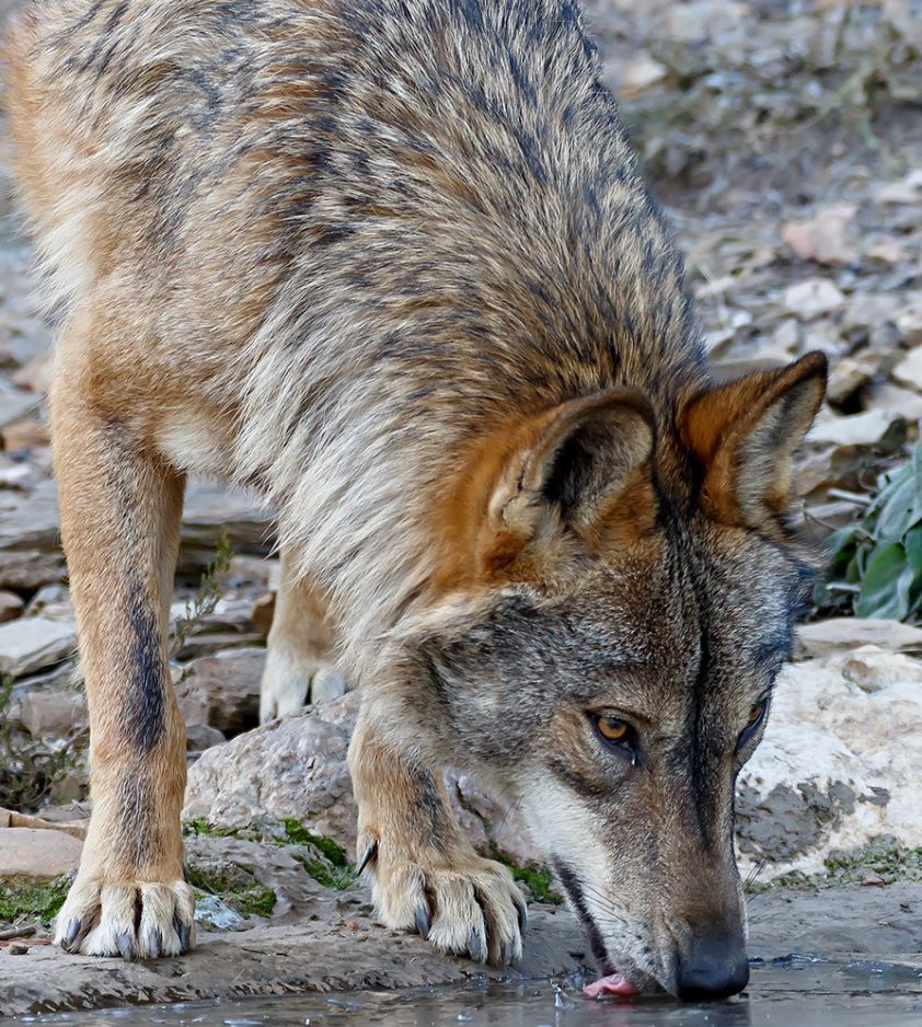Los veterinarios de Castilla y León muestran su preocupación por el cambio en el estatus legal del lobo ibérico en España 