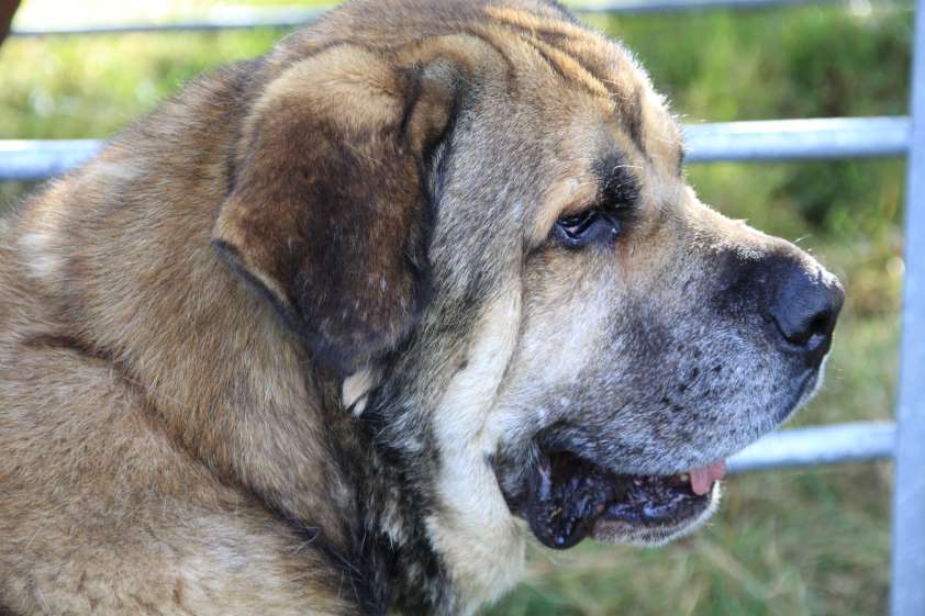 La OCV señala que "no es necesario de momento tomar nuevas medidas en el contacto con animales" por el COVID-19