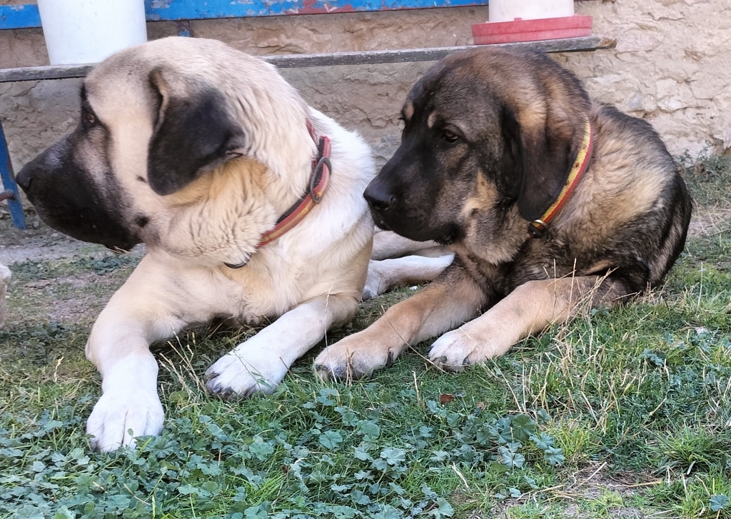 La OCV remite sus observaciones sobre la Ley de Bienestar Animal a los grupos parlamentarios del Senado