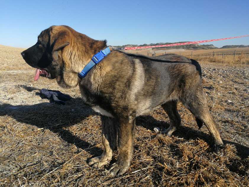 Colegio de Valladolid: no hay evidencia de que los animales de compañía se infecten del COVID-19 o lo contagien