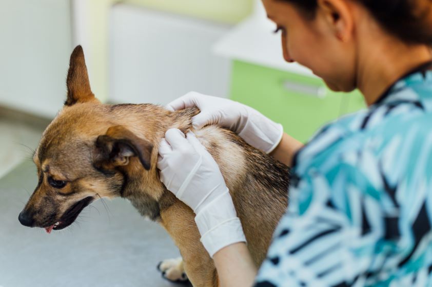 El uso de medicamentos en animales sin el control de un veterinario pone en riesgo su salud y la de sus propietarios