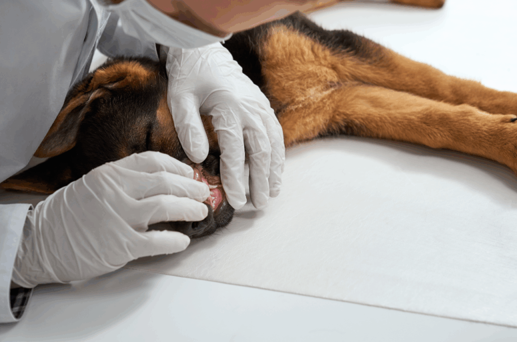 Un Juzgado de Málaga condena por intrusismo a la propietaria de una peluquería de animales que ofertaba limpieza bucal