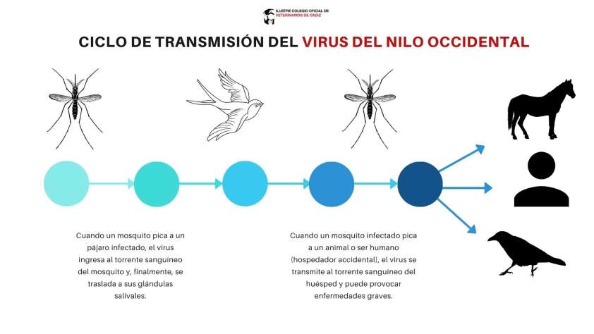 Prevención del virus del Nilo Occidental