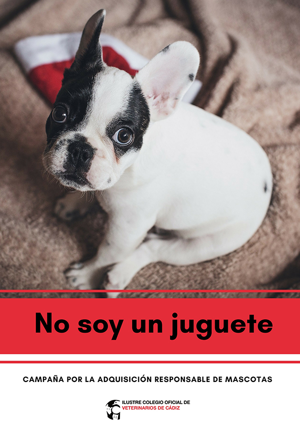  'No soy un juguete', campaña de concienciación para evitar la adquisición compulsiva de mascotas