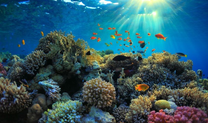Los veterinarios salvaguardan las especies y ecosistemas en los doce millones de hectáreas de Áreas Marinas Protegidas en España