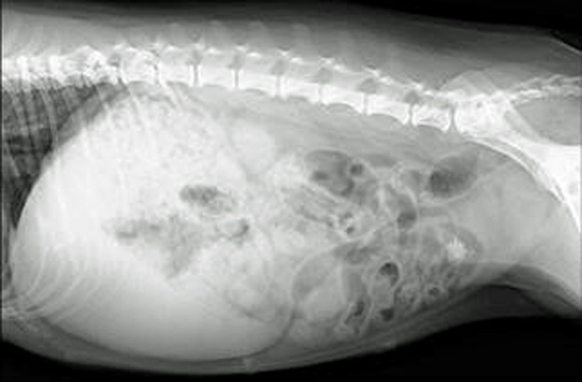 Curso on line sobre radiología abdominal en pequeños animales