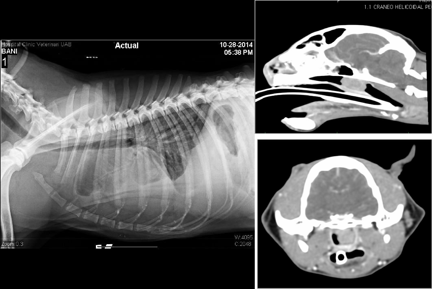 Curso on line sobre enfermedades respiratorias en el perro y el gato 