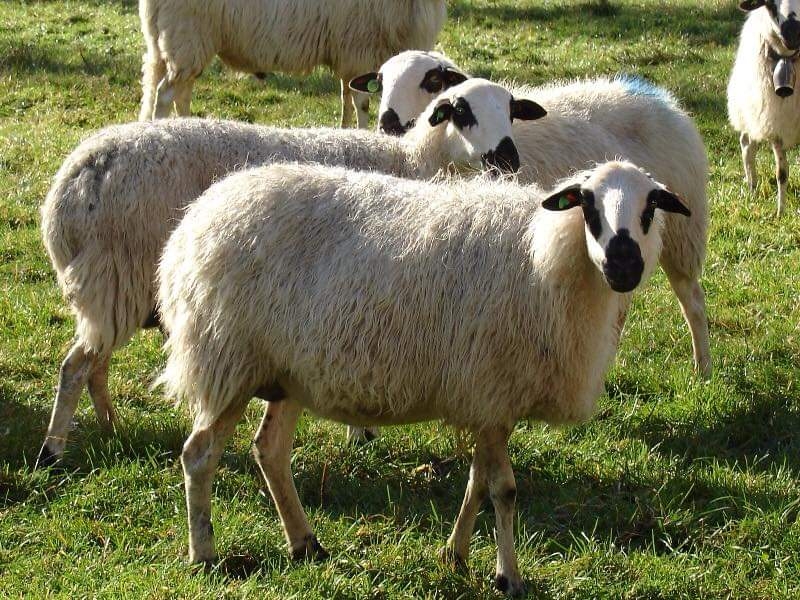 El Colegio de Zamora acoge una jornada de formación de los veterinarios de ovino y caprino de Castilla y León