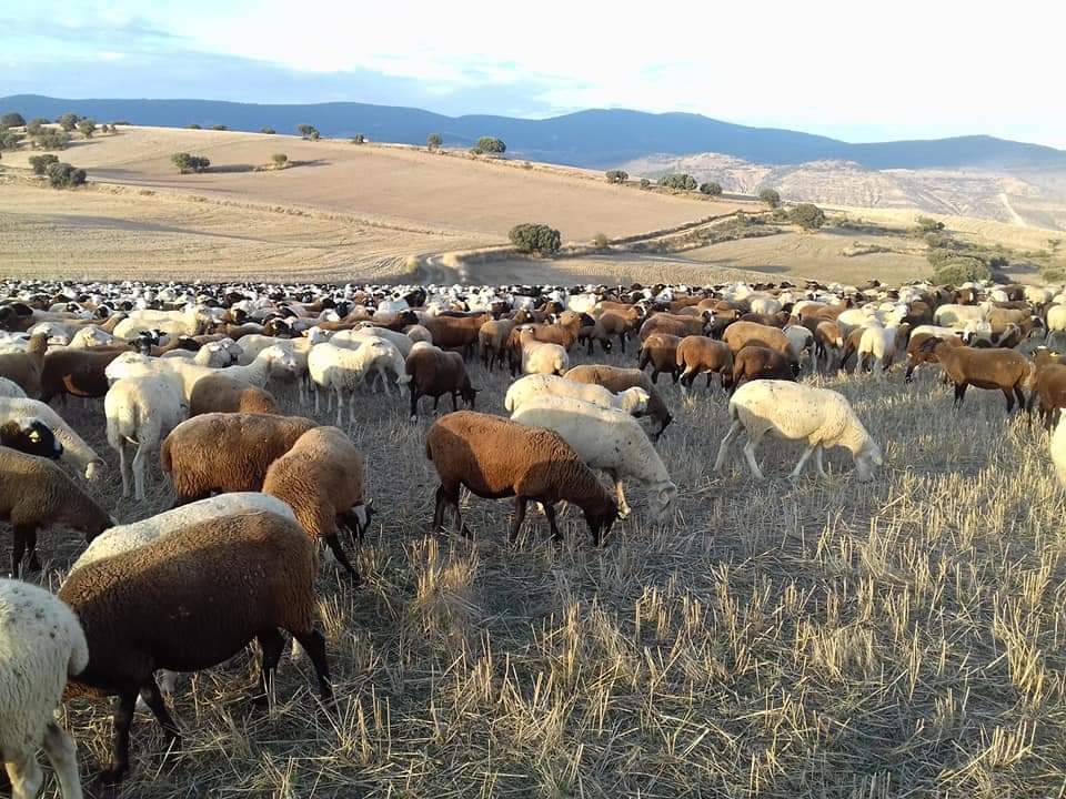 Los veterinarios de ovino y caprino de Castilla y León analizan la actualidad normativa en Zamora