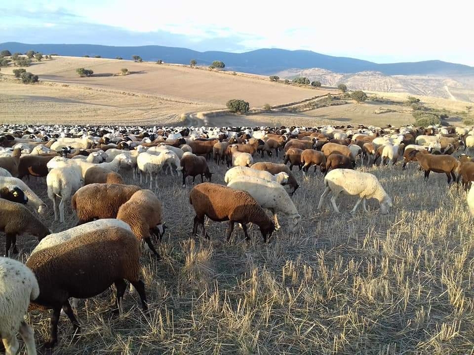 Receta, medicamentos y programas sanitarios voluntarios centran una jornada de los veterinarios de ovino y caprino de Castilla y León
