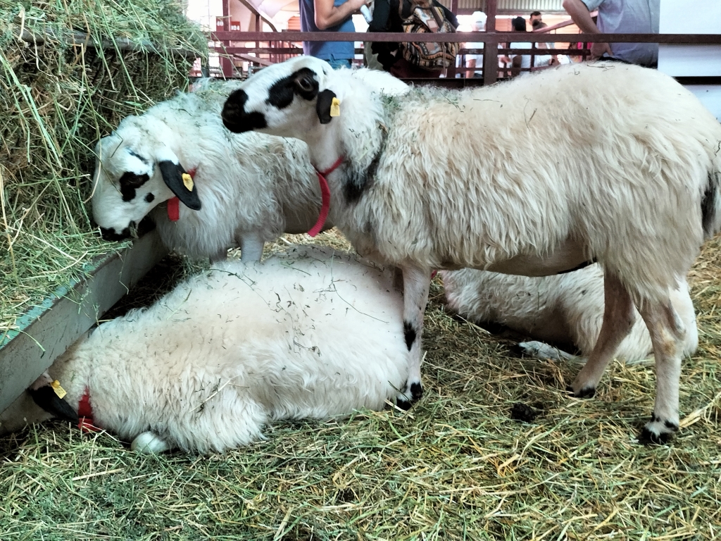 La Feria FEMOGA de Sariñena organizó una jornada técnica sobre ganadería de pequeños rumiantes y cambio climático