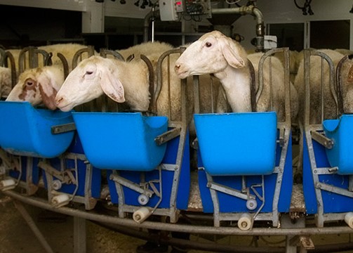 El Colegio de Veterinarios de Zamora colabora en la organización de la jornada técnica sobre el ovino de leche en España