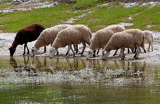  El Colegio de Veterinarios de Granada celebra San Francisco con una reivindicación de la raza ovina lojeña por su carácter autóctono