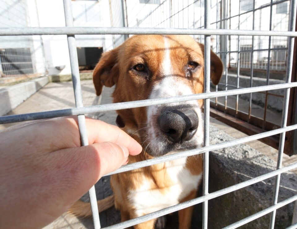 La OCV pide vigilar el cumplimiento de identificación obligatoria para frenar la lacra del abandono animal