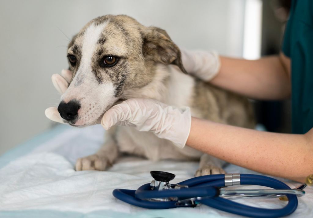 Seis meses de prisión para una peluquera canina que ejercía como veterinaria en Sanlúcar la Mayor sin tener el título