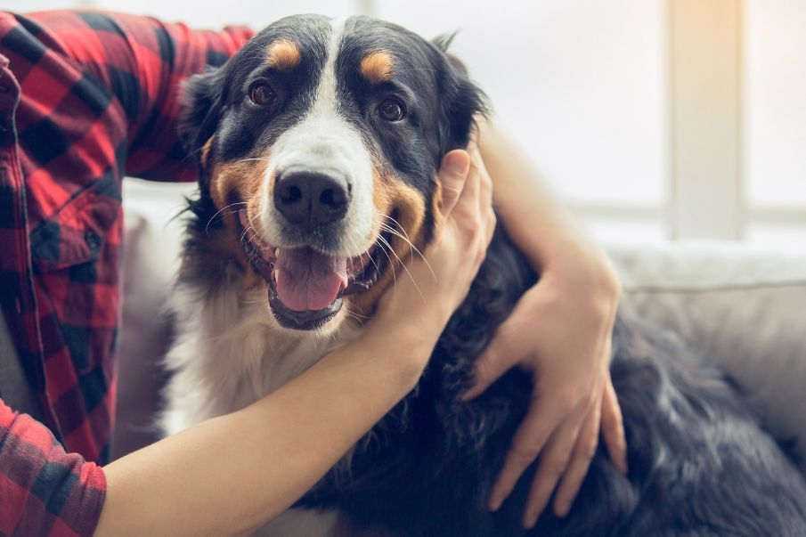 La OCV desaconseja regalar un animal de compañía si la persona que lo va a recibir no conoce y acepta las responsabilidades que implica