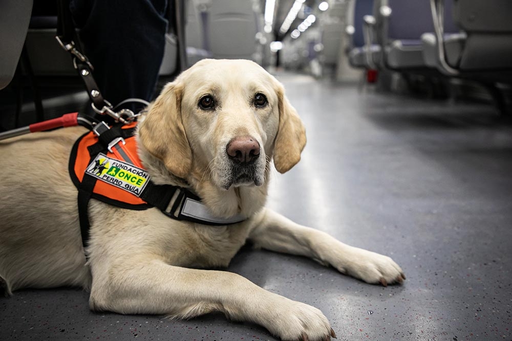 La ONCE y los veterinarios de Castilla La Mancha refuerzan su colaboración para facilitar servicios a usuarios de perros guía