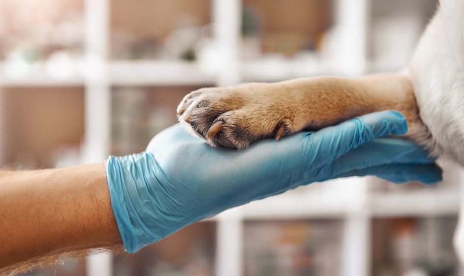 Veterinarios de Toledo: “Con las elevadas temperaturas se incrementan las urgencias en mascotas, totalmente evitables” 