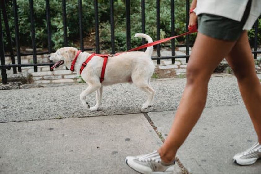 El Colegio de Valladolid colabora en una campaña de responsabilidad con los animales de compañía promovida por el Ayuntamiento de la ciudad