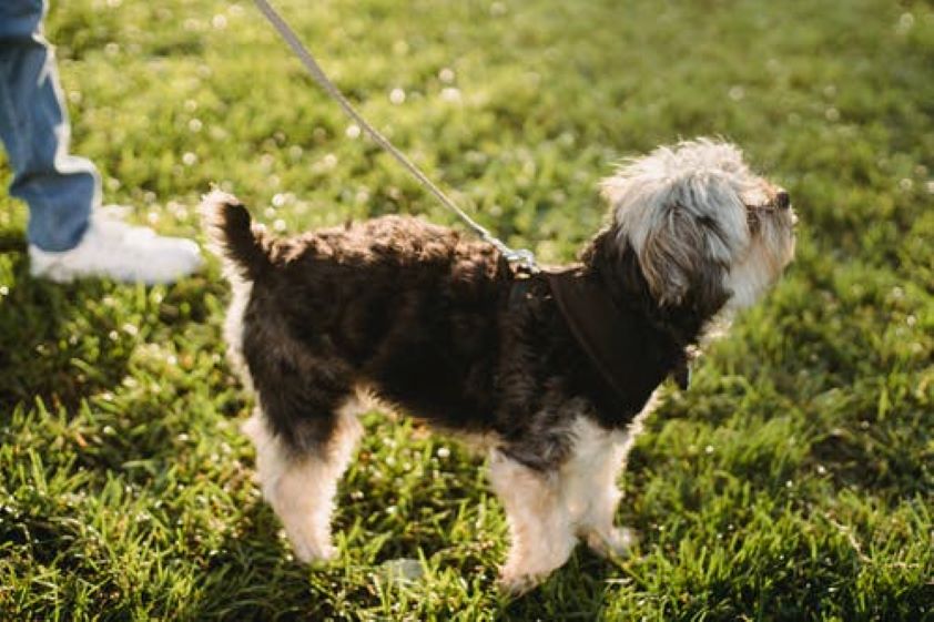Los veterinarios de Castilla y León piden a la Junta que permita breves salidas más allá de las 20 horas para que las mascotas cumplan con sus necesidades fisiológicas 