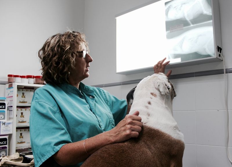 Los veterinarios valencianos reiteran su oposición a la nueva Facultad porque aumentará la precariedad de la profesión