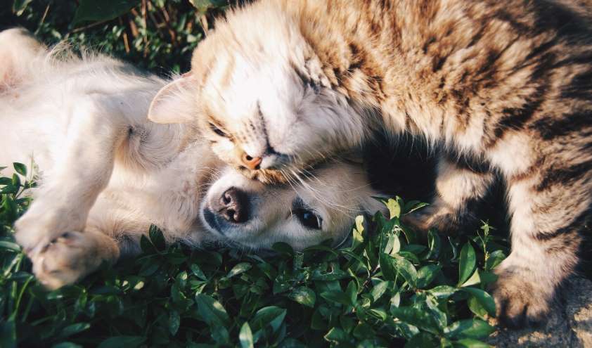 El Ayuntamiento de Valladolid y el Colegio de Veterinarios cooperarán para lograr un mayor control de los animales de compañía y garantizar su bienestar   