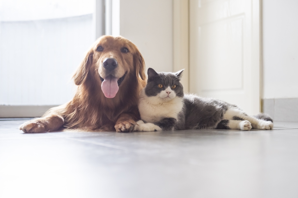 Veterinarios voluntarios de Asturias ofrecerán charlas en colegios sobre el cuidado de animales de compañía