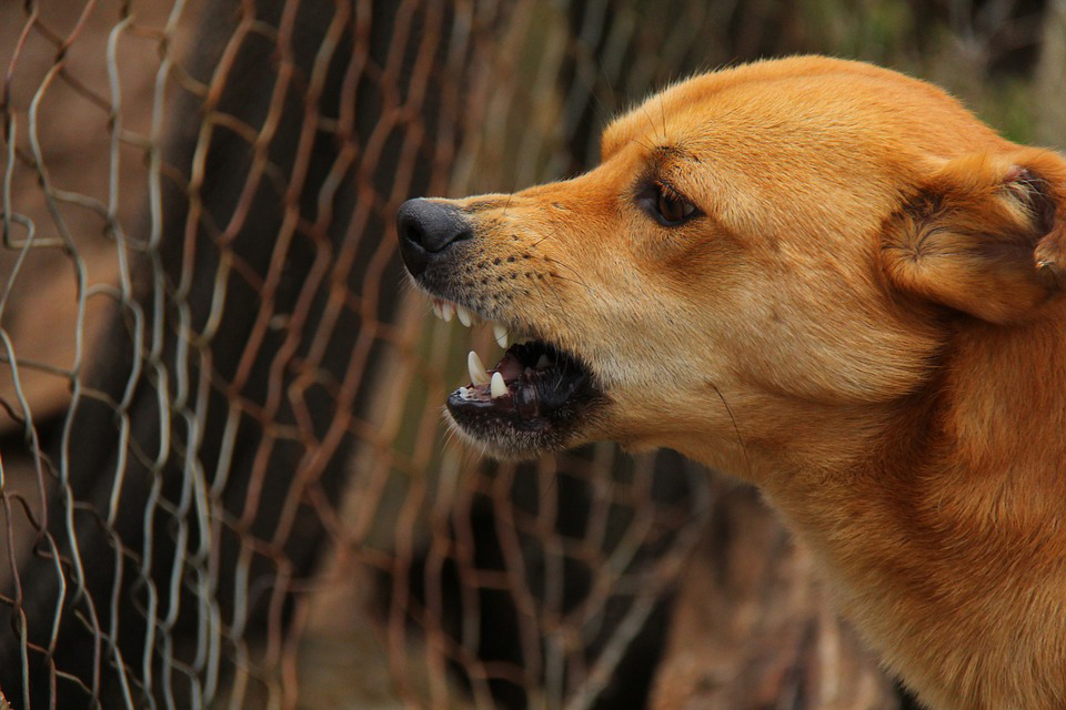 Tercer caso de rabia canina en Melilla en las dos últimas semanas